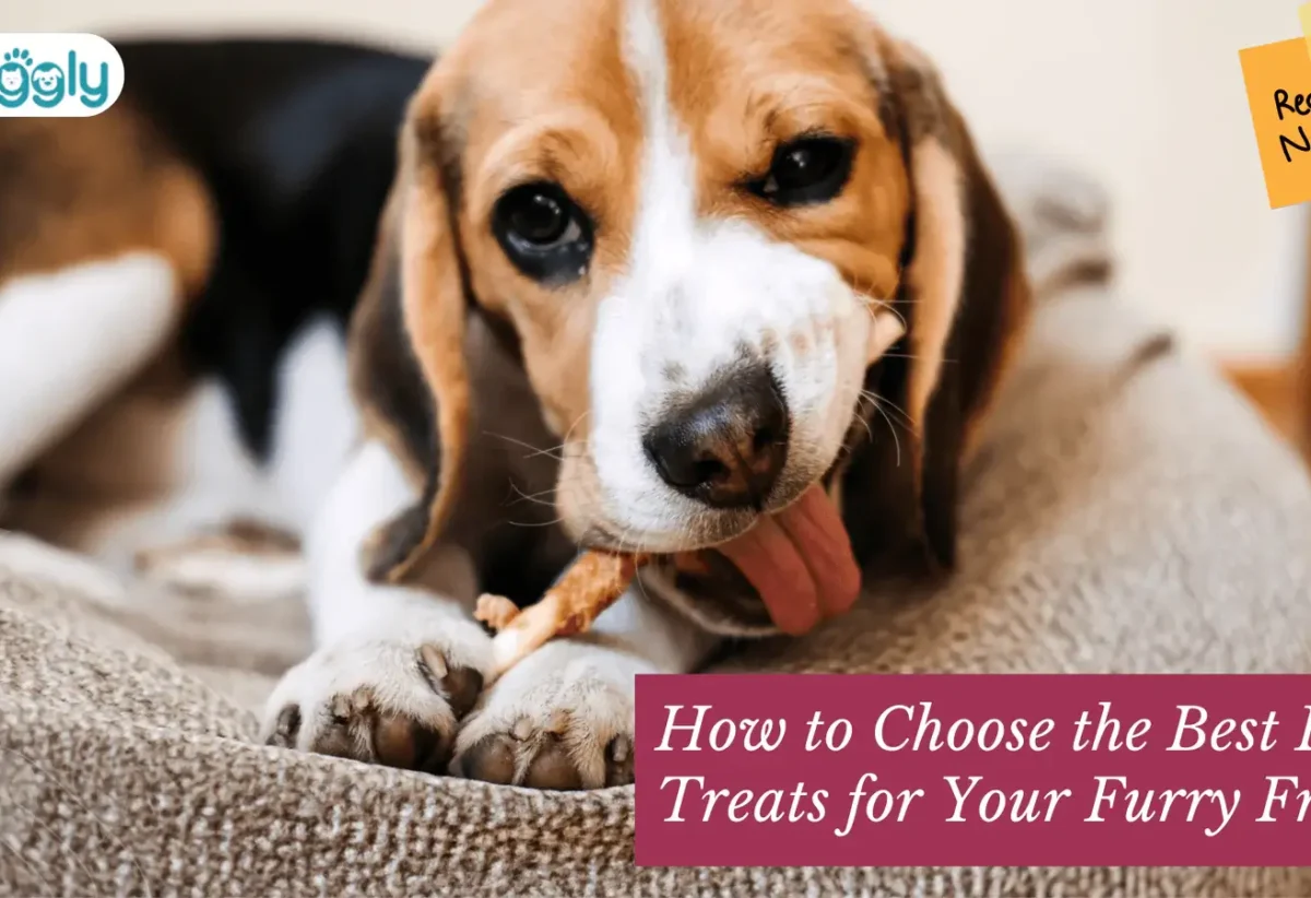 How-to-Choose -the-Best-Dog- Treats-for-Your- Furry-Friend