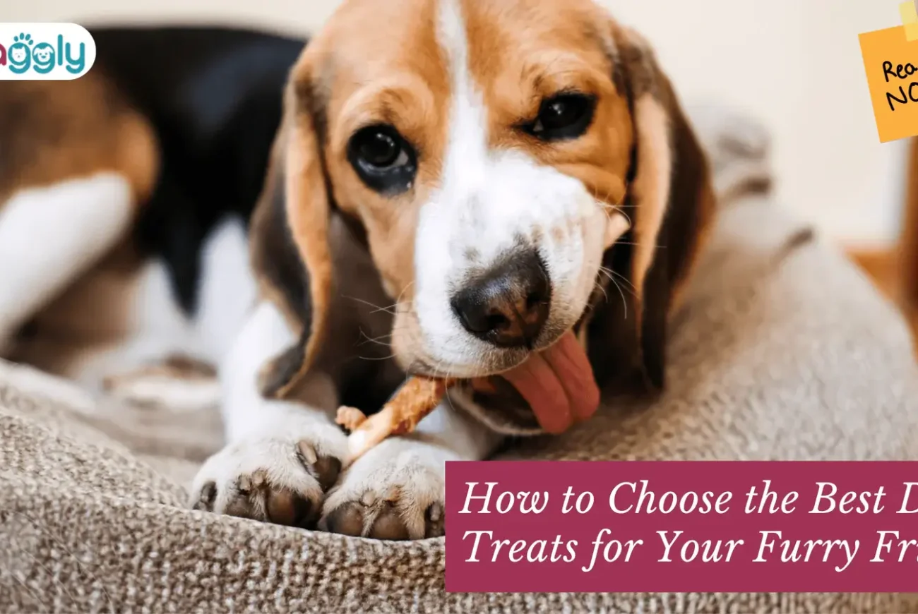 How-to-Choose -the-Best-Dog- Treats-for-Your- Furry-Friend