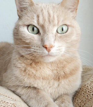 Meow Mist (Cat Shampoo)